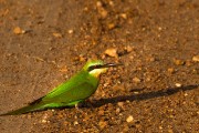 Madagascar bee-eater : 2014 Uganda